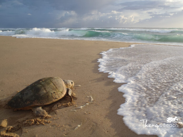 ThongaBeachTurtles